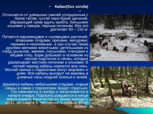 Кабан(Sus scrofa)    Отличается от домашних свиней уплощенным с боков телом, густой серо-бурой щетиной, образующей гриву вдоль хребта, большими клыками у самцов, черным пятачком. Вес его достигает 80 – 150 кг.   Питается корневищами и луковицами растений, опавшими плодами, орехами, желудями, червями и насекомыми, а при случае также другими мелкими животными: детенышами из гнезд грызунов, змеями, лягушками, птенцами и яйцами птиц. Корм добывает в основном из лесной подстилки и почвы, которую раскапывает жестким пятачком и клыками. В летний период кабаны кормятся всю ночь. Весной свиньи с поросятами могут жировать и днем. Все кабаны выходят на жировку в дневные часы поздней осенью и зимой.   Держатся кабаны небольшими стадами, старые самцы и самки с поросятами бродят отдельно. Гон начинается в ноябре и заканчивается в начале января. Поросята рождаются в конце марта-апреле. Количество их может доходить до 12, но чаще 4-6. Численность кабана: 80-90 особей.   