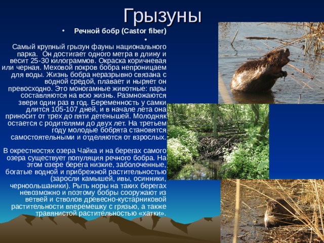 Речной бобр (Castor fiber)      Самый крупный грызун фауны национального парка.  Он достигает одного метра в длину и весит 25-30 килограммов. Окраска коричневая или черная. Меховой покров бобра непроницаем для воды. Жизнь бобра неразрывно связана с водной средой, плавает и ныряет он превосходно. Это моногамные животные: пары составляются на всю жизнь. Размножаются звери один раз в год. Беременность у самки длится 105-107 дней, и в начале лета она приносит от трех до пяти детенышей. Молодняк остается с родителями до двух лет. На третьем году молодые бобрята становятся самостоятельными и отделяются от взрослых.   В окрестностях озера Чайка и на берегах самого озера существует популяция речного бобра. На этом озере берега низкие, заболоченные, богатые водной и прибрежной растительностью (заросли камышей, ивы, осинники, черноольшаники). Рыть норы на таких берегах невозможно и поэтому бобры сооружают из ветвей и стволов древесно-кустарниковой растительности вперемешку с грязью, а также травянистой растительностью «хатки».   