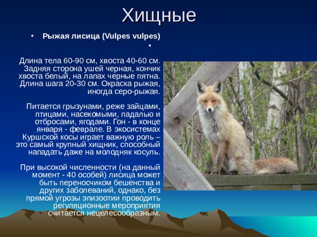 Рыжая лисица (Vulpes vulpes)    Длина тела 60-90 см, хвоста 40-60 см. Задняя сторона ушей черная, кончик хвоста белый, на лапах черные пятна. Длина шага 20-30 см. Окраска рыжая, иногда серо-рыжая.   Питается грызунами, реже зайцами, птицами, насекомыми, падалью и отбросами, ягодами. Гон - в конце января - феврале. В экосистемах Куршской косы играет важную роль – это самый крупный хищник, способный нападать даже на молодняк косуль.   При высокой численности (на данный момент - 40 особей) лисица может быть переносчиком бешенства и других заболеваний, однако, без прямой угрозы эпизоотии проводить регуляционные мероприятия считается нецелесообразным.   