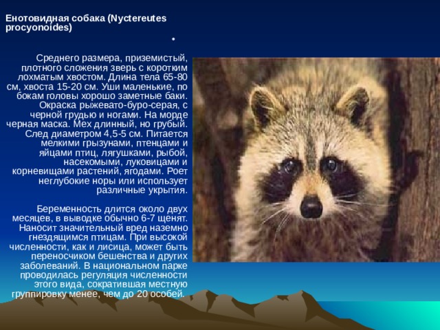 Енотовидная собака (Nyctereutes procyonoides)    Среднего размера, приземистый, плотного сложения зверь с коротким лохматым хвостом. Длина тела 65-80 см, хвоста 15-20 см. Уши маленькие, по бокам головы хорошо заметные баки. Окраска рыжевато-буро-серая, с черной грудью и ногами. На морде черная маска. Мех длинный, но грубый. След диаметром 4,5-5 см. Питается мелкими грызунами, птенцами и яйцами птиц, лягушками, рыбой, насекомыми, луковицами и корневищами растений, ягодами. Роет неглубокие норы или использует различные укрытия.   Беременность длится около двух месяцев, в выводке обычно 6-7 щенят. Наносит значительный вред наземно гнездящимся птицам. При высокой численности, как и лисица, может быть переносчиком бешенства и других заболеваний. В национальном парке проводилась регуляция численности этого вида, сократившая местную группировку менее, чем до 20 особей. 