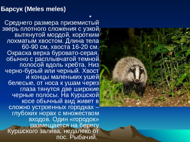 Барсук (Meles meles)   Среднего размера приземистый зверь плотного сложения с узкой вытянутой мордой, коротким лохматым хвостом. Длина тела 60-90 см, хвоста 16-20 см. Окраска верха буровато-серая, обычно с расплывчатой темной полосой вдоль хребта. Низ черно-бурый или черный. Хвост и концы маленьких ушей белесые, от носа к ушам через глаза тянутся две широкие черные полосы. На Куршской косе обычный вид живет в сложно устроенных городках – глубоких норах с множеством входов. Один «городок» размещается на берегу Куршского залива, недалеко от пос. Рыбачий. 