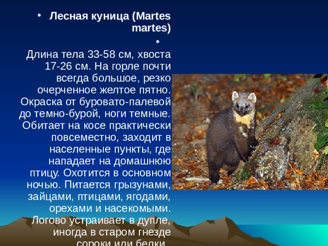Лесная куница (Martes martes)   Длина тела 33-58 см, хвоста 17-26 см. На горле почти всегда большое, резко очерченное желтое пятно. Окраска от буровато-палевой до темно-бурой, ноги темные. Обитает на косе практически повсеместно, заходит в населенные пункты, где нападает на домашнюю птицу. Охотится в основном ночью. Питается грызунами, зайцами, птицами, ягодами, орехами и насекомыми. Логово устраивает в дупле, иногда в старом гнезде сороки или белки. 