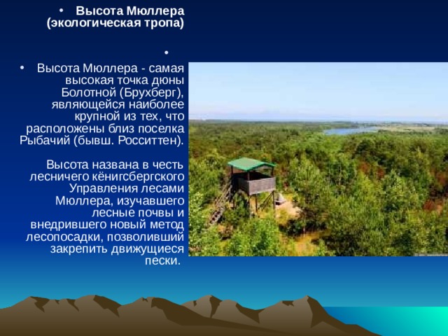 Высота Мюллера (экологическая тропа)   Высота Мюллера - самая высокая точка дюны Болотной (Брухберг), являющейся наиболее крупной из тех, что расположены близ поселка Рыбачий (бывш. Росситтен).   Высота названа в честь лесничего кёнигсбергского Управления лесами Мюллера, изучавшего лесные почвы и внедрившего новый метод лесопосадки, позволивший закрепить движущиеся пески.  