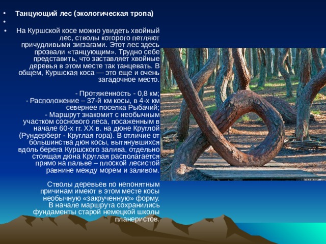 Танцующий лес (экологическая тропа) На Куршской косе можно увидеть хвойный лес, стволы которого петляют причудливыми зигзагами. Этот лес здесь прозвали «танцующим». Трудно себе представить, что заставляет хвойные деревья в этом месте так танцевать. В общем, Куршская коса — это еще и очень загадочное место.   - Протяженность - 0,8 км;  - Расположение – 37-й км косы, в 4-х км севернее поселка Рыбачий;  - Маршрут знакомит с необычным участком соснового леса, посаженным в начале 60-х гг. XX в. на дюне Круглой (Рундерберг - Круглая гора). В отличие от большинства дюн косы, вытянувшихся вдоль берега Куршского залива, отдельно стоящая дюна Круглая располагается прямо на пальве – плоской лесистой равнине между морем и заливом.   Стволы деревьев по непонятным причинам имеют в этом месте косы необычную «закрученную» форму.  В начале маршрута сохранились фундаменты старой немецкой школы планеристов. 