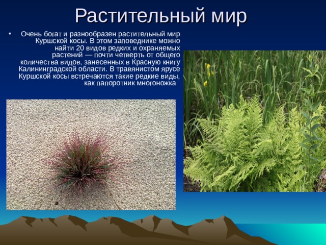 Очень богат и разнообразен растительный мир Куршской косы. В этом заповеднике можно найти 20 видов редких и охраняемых растений — почти четверть от общего количества видов, занесенных в Красную книгу Калининградской области. В травянистом ярусе Куршской косы встречаются такие редкие виды, как папоротник многоножка  