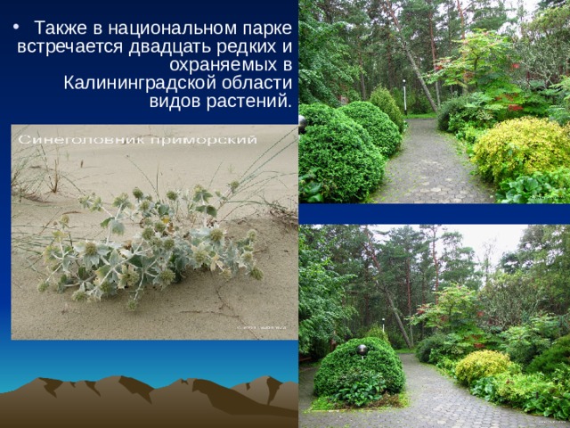 Также в национальном парке встречается двадцать редких и охраняемых в Калининградской области видов растений.   . 