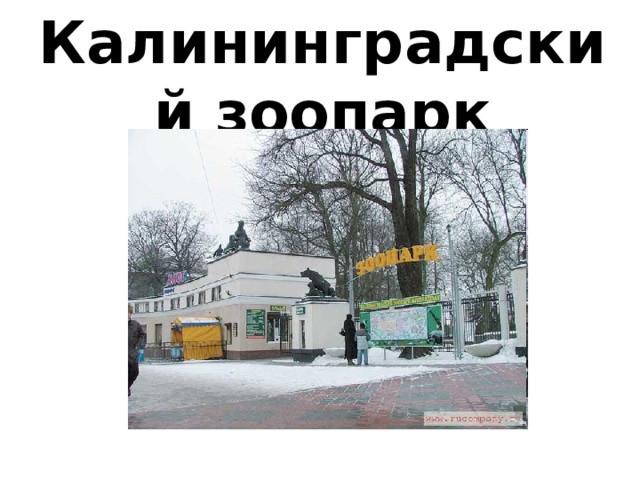 Калининградский зоопарк 
