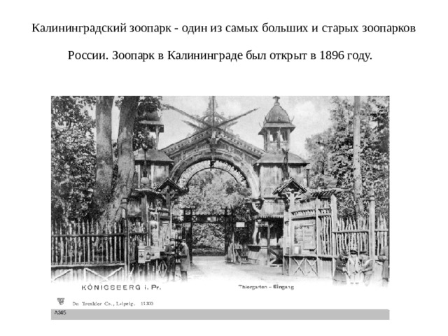 Калининградский зоопарк - один из самых больших и старых зоопарков России. Зоопарк в Калининграде был открыт в 1896 году.  