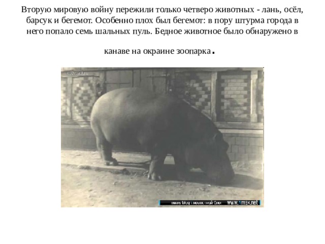 Вторую мировую войну пережили только четверо животных - лань, осёл, барсук и бегемот. Особенно плох был бегемот: в пору штурма города в него попало семь шальных пуль. Бедное животное было обнаружено в канаве на окраине зоопарка . 