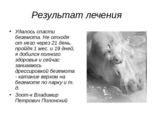 Результат лечения Удалось спасти бегемота. Не отходя от него через 21 день, пройдя 1 мес. и 19 дней, я добился полного здоровья и сейчас занимаюсь дрессировкой бегемота - катание верхом на бегемоте по парку и т. д.  Зоот-к Владимир Петрович Полонский  