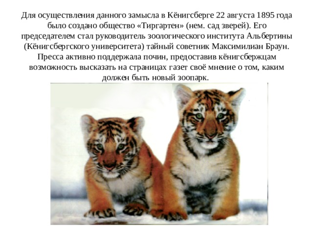 Для осуществления данного замысла в Кёнигсберге 22 августа 1895 года было создано общество «Тиргартен» (нем. сад зверей). Его председателем стал руководитель зоологического института Альбертины (Кёнигсбергского университета) тайный советник Максимилиан Браун. Пресса активно поддержала почин, предоставив кёнигсбержцам возможность высказать на страницах газет своё мнение о том, каким должен быть новый зоопарк. 