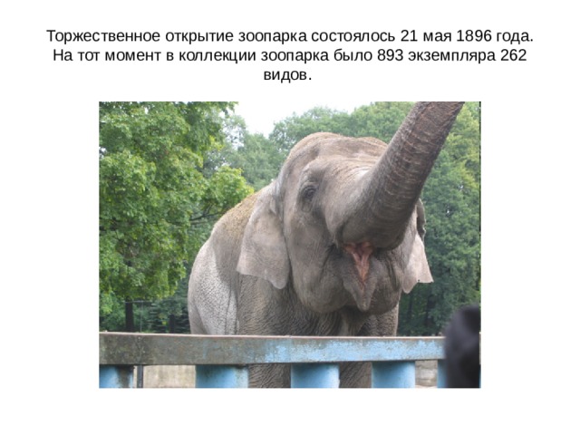 Торжественное открытие зоопарка состоялось 21 мая 1896 года. На тот момент в коллекции зоопарка было 893 экземпляра 262 видов. 