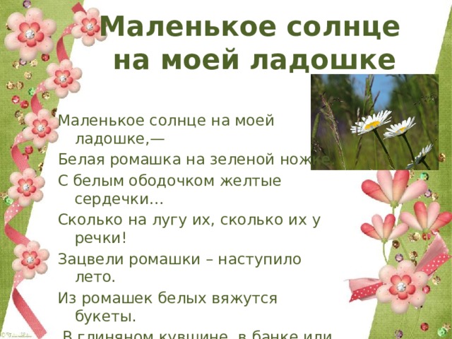 Маленькое солнце  на моей ладошке Маленькое солнце на моей ладошке,— Белая ромашка на зеленой ножке. С белым ободочком желтые сердечки… Сколько на лугу их, сколько их у речки! Зацвели ромашки – наступило лето. Из ромашек белых вяжутся букеты.  В глиняном кувшине, в банке или чашке Весело теснятся крупные ромашки. А. Фет 