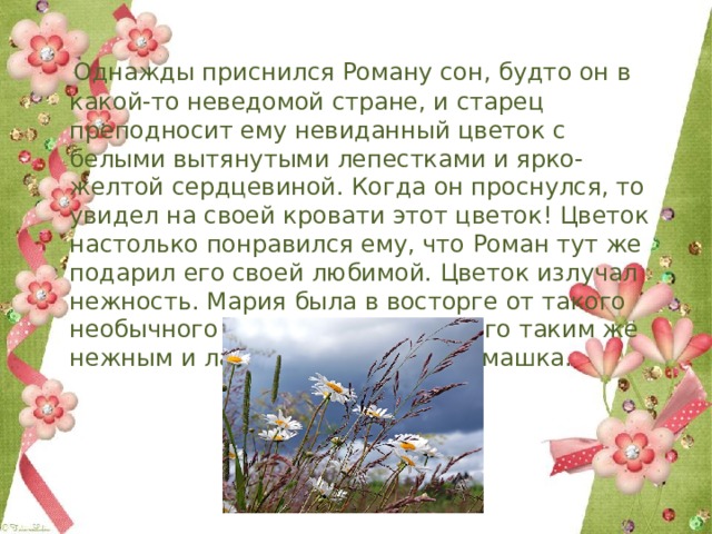  Однажды приснился Роману сон, будто он в какой-то неведомой стране, и старец преподносит ему невиданный цветок с белыми вытянутыми лепестками и ярко-желтой сердцевиной. Когда он проснулся, то увидел на своей кровати этот цветок! Цветок настолько понравился ему, что Роман тут же подарил его своей любимой. Цветок излучал нежность. Мария была в восторге от такого необычного подарка и назвала его таким же нежным и ласковым именем - Ромашка. 