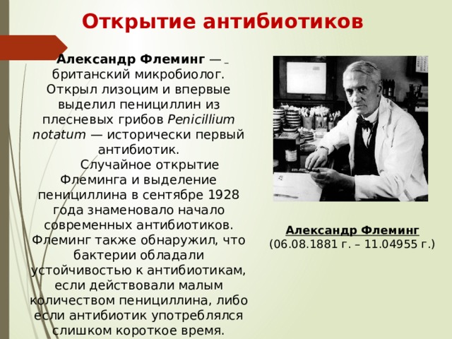 Открытие антибиотиков Александр Флеминг  — британский микробиолог. Открыл лизоцим и впервые выделил пенициллин из плесневых грибов  Penicillium notatum  — исторически первый антибиотик.   Случайное открытие Флеминга и выделение пенициллина в сентябре 1928 года знаменовало начало современных антибиотиков. Флеминг также обнаружил, что бактерии обладали устойчивостью к антибиотикам, если действовали малым количеством пенициллина, либо если антибиотик употреблялся слишком короткое время. Александр Флеминг (06.08.1881 г. – 11.04955 г.) 