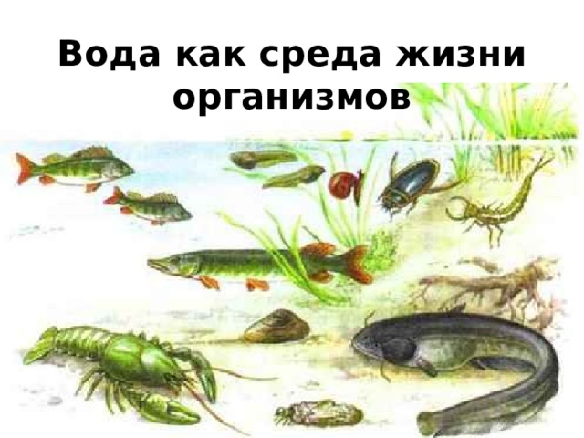 Вода как среда жизни организмов 