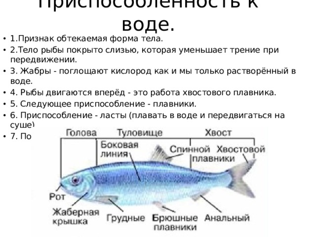 Приспособленность к воде. 1.Признак обтекаемая форма тела. 2.Тело рыбы покрыто слизью, которая уменьшает трение при передвижении. 3. Жабры - поглощают кислород как и мы только растворённый в воде. 4. Рыбы двигаются вперёд - это работа хвостового плавника. 5. Следующее приспособление - плавники. 6. Приспособление - ласты (плавать в воде и передвигаться на суше) 7. Подкожный слой жира. 