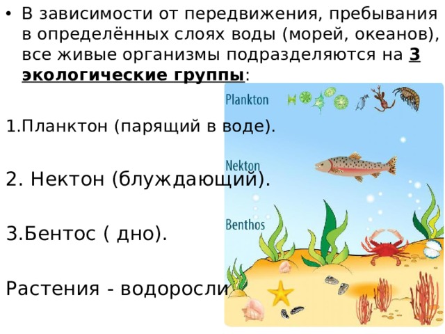 В зависимости от передвижения, пребывания в определённых слоях воды (морей, океанов), все живые организмы подразделяются на 3 экологические группы : 1.Планктон (парящий в воде). 2. Нектон (блуждающий). 3.Бентос ( дно). Растения - водоросли 