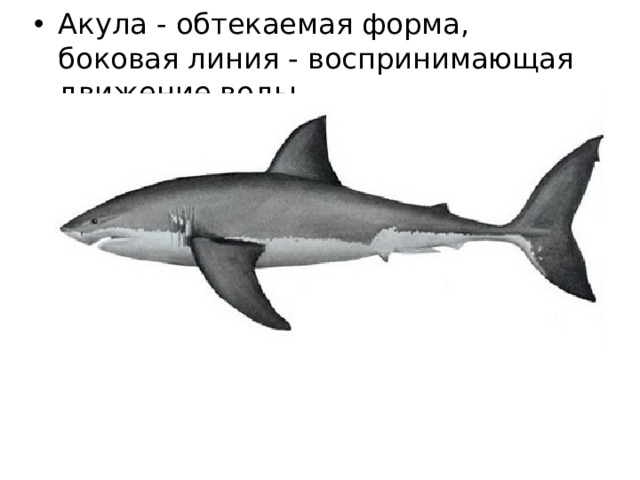 Акула - обтекаемая форма, боковая линия - воспринимающая движение воды 