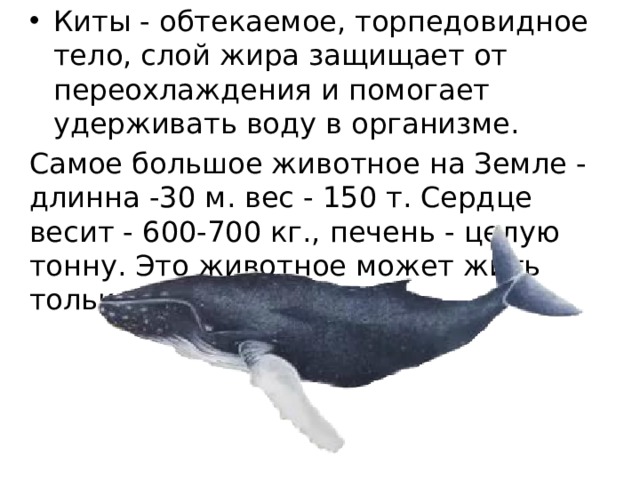 Киты - обтекаемое, торпедовидное тело, слой жира защищает от переохлаждения и помогает удерживать воду в организме. Самое большое животное на Земле - длинна -30 м. вес - 150 т. Сердце весит - 600-700 кг., печень - целую тонну. Это животное может жить только в воде. 