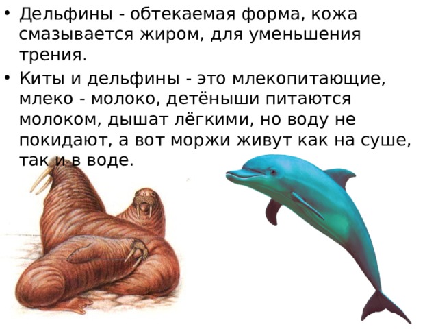 Дельфины - обтекаемая форма, кожа смазывается жиром, для уменьшения трения. Киты и дельфины - это млекопитающие, млеко - молоко, детёныши питаются молоком, дышат лёгкими, но воду не покидают, а вот моржи живут как на суше, так и в воде. 