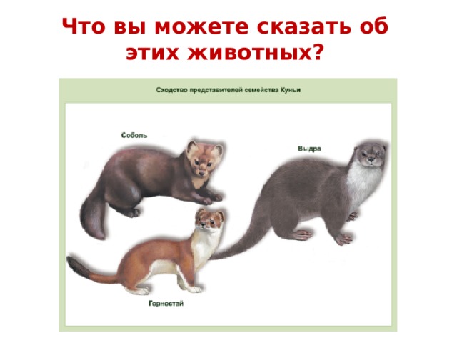 Что вы можете сказать об этих животных? 