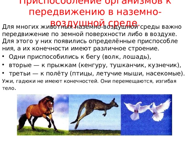 Приспособление организмов к передвижению в наземно-воздушной среде. Для многих жи­вотных наземно-воздушной среды важно передви­жение по земной поверхности либо в воздухе. Для этого у них появились определённые приспособле­ния, а их конечности имеют различ­ное строение. Одни приспособились к бегу (волк, лошадь), вторые — к прыжкам (кенгуру, тушканчик, кузнечик), третьи — к полёту (пти­цы, летучие мыши, насекомые). Ужи, гадюки не имеют конечностей. Они перемещаются, изгибая тело . 