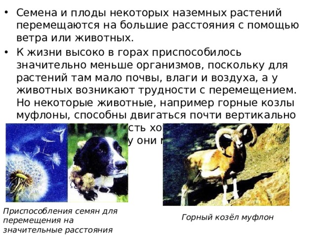 Семена и плоды некоторых на­земных растений перемещаются на большие расстояния с помощью ве­тра или животных. К жизни высоко в горах приспо­собилось значительно меньше ор­ганизмов, поскольку для растений там мало почвы, влаги и воздуха, а у животных возникают трудно­сти с перемещением. Но некоторые животные, например горные козлы муфлоны, способны дви­гаться почти вертикально вверх и вниз, если есть хотя бы небольшие неровности. Поэтому они могут жить высоко в горах. Приспособления семян для перемещения на значительные расстояния Горный козёл муфлон 