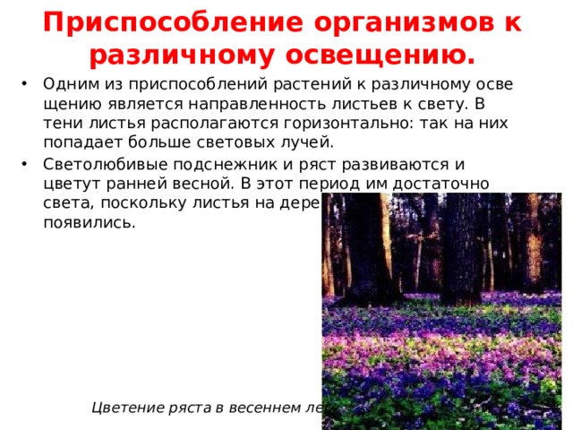 Приспособление организмов к раз­личному освещению. Одним из при­способлений растений к различному осве­щению является направленность листьев к свету. В тени листья располагаются го­ризонтально: так на них попадает больше световых лучей. Светолюбивые подснеж­ник и ряст развиваются и цветут ранней весной. В этот период им достаточно света, поскольку листья на деревьях в лесу ещё не появились. Цветение ряста в весеннем лесу 