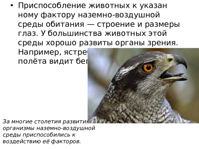 Приспособление животных к указан­ному фактору наземно-воздушной среды обитания — строение и размеры глаз. У большинства животных этой среды хоро­шо развиты органы зрения. Например, ястреб с вы­соты своего полёта видит бегущую по полю мышь. За многие столетия развития организмы наземно-­воздушной среды приспособились к воздействию её факторов. 