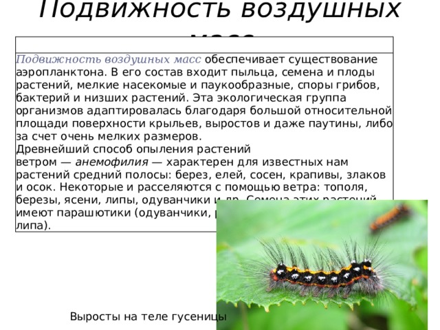 Подвижность воздушных масс Подвижность воздушных масс  обеспечивает существование аэропланктона. В его состав входит пыльца, семена и плоды растений, мелкие насекомые и паукообразные, споры грибов, бактерий и низших растений. Эта экологическая группа организмов адаптировалась благодаря большой относительной площади поверхности крыльев, выростов и даже паутины, либо за счет очень мелких размеров. Древнейший способ опыления растений ветром —  анемофилия  — характерен для известных нам растений средний полосы: берез, елей, сосен, крапивы, злаков и осок. Некоторые и расселяются с помощью ветра: тополя, березы, ясени, липы, одуванчики и др. Семена этих растений имеют парашютики (одуванчики, рогоз) или крылышки (клен, липа). Выросты на теле гусеницы 