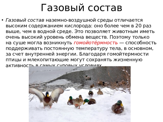 Газовый состав Газовый состав  наземно-воздушной среды отличается высоким содержанием кислорода: оно более чем в 20 раз выше, чем в водной среде. Это позволяет животным иметь очень высокий уровень обмена веществ. Поэтому только на суше могла возникнуть  гомойоте́рмность  — способность поддерживать постоянную температуру тела, в основном, за счет внутренней энергии. Благодаря гомойтермности птицы и млекопитающие могут сохранять жизненную активность в самых суровых условиях. 