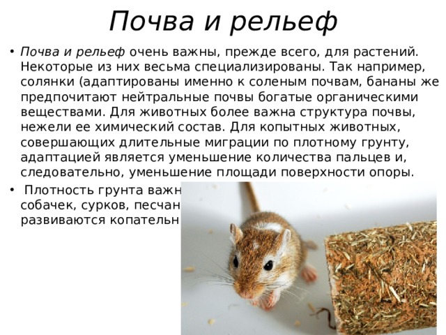 Почва и рельеф Почва и рельеф  очень важны, прежде всего, для растений. Некоторые из них весьма специализированы. Так например, солянки (адаптированы именно к соленым почвам, бананы же предпочитают нейтральные почвы богатые органическими веществами. Для животных более важна структура почвы, нежели ее химический состав. Для копытных животных, совершающих длительные миграции по плотному грунту, адаптацией является уменьшение количества пальцев и, следовательно, уменьшение площади поверхности опоры.   Плотность грунта важна и для норных животных: луговых собачек, сурков, песчанок и других; у некоторых из них развиваются копательные конечности. 