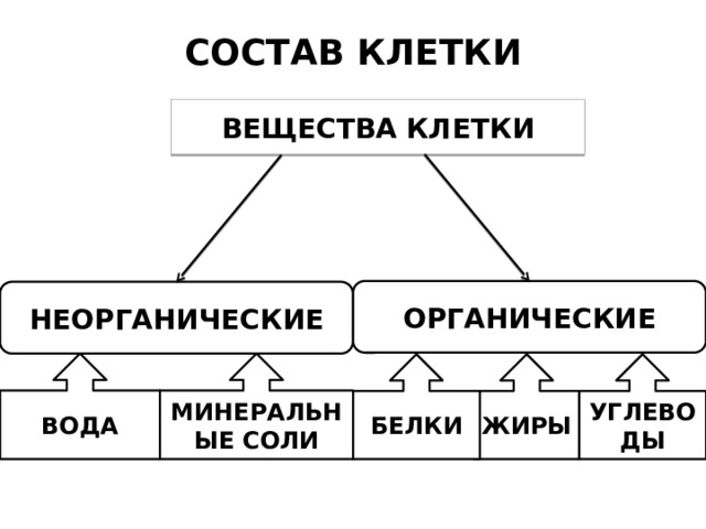 СОСТАВ КЛЕТКИ ВЕЩЕСТВА КЛЕТКИ ОРГАНИЧЕСКИЕ НЕОРГАНИЧЕСКИЕ ВОДА МИНЕРАЛЬНЫЕ СОЛИ УГЛЕВОДЫ ЖИРЫ БЕЛКИ 