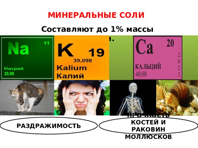 МИНЕРАЛЬНЫЕ СОЛИ Составляют до 1% массы клетки. РАЗДРАЖИМОСТЬ ПРОЧНОСТЬ КОСТЕЙ И РАКОВИН МОЛЛЮСКОВ 