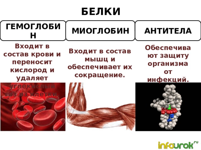 БЕЛКИ ГЕМОГЛОБИН МИОГЛОБИН АНТИТЕЛА Входит в состав крови и переносит кислород и удаляет углекислый газ из клетки. Обеспечивают защиту организма от инфекций. Входит в состав мышц и обеспечивает их сокращение. 