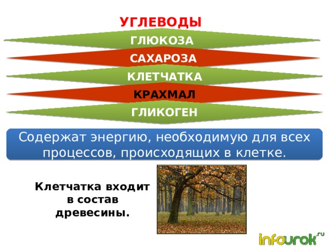 УГЛЕВОДЫ ГЛЮКОЗА САХАРОЗА КЛЕТЧАТКА КРАХМАЛ ГЛИКОГЕН Содержат энергию, необходимую для всех процессов, происходящих в клетке. Клетчатка входит в состав древесины. 