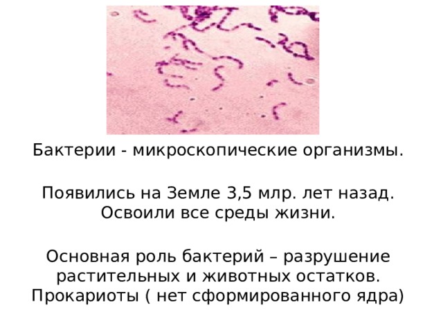 Бактерии - микроскопические организмы.   Появились на Земле 3,5 млр. лет назад.  Освоили все среды жизни.  Основная роль бактерий – разрушение растительных и животных остатков.  Прокариоты ( нет сформированного ядра)   