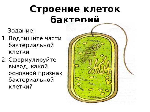 Строение клеток бактерий  Задание: Подпишите части бактериальной клетки Сформулируйте вывод, какой основной признак бактериальной клетки? 