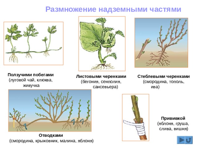 Размножение надземными частями Ползучими побегами  (луговой чай, клюква,  живучка Листовыми черенками  (бегония, сенполия,  сансевьера) Стеблевыми черенками  (смородина, тополь, ива)               Прививкой  (яблоня, груша,  слива, вишня)   Отводками  (смородина, крыжовник, малина, яблоня) 
