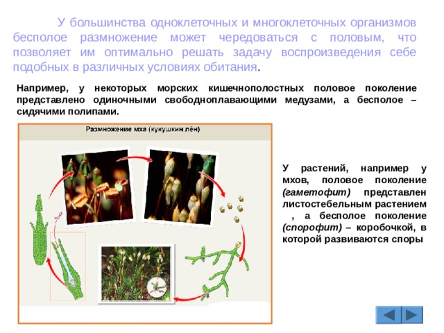  У большинства одноклеточных и многоклеточных организмов бесполое размножение может чередоваться с половым, что позволяет им оптимально решать задачу воспроизведения себе подобных в различных условиях обитания . Например, у некоторых морских кишечнополостных половое поколение представлено одиночными свободноплавающими медузами, а бесполое – сидячими полипами.  У растений, например у мхов, половое поколение (гаметофит) представлен листостебельным растением , а бесполое поколение (спорофит) – коробочкой, в которой развиваются споры 