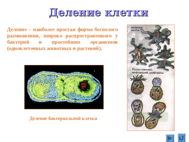 Деление клетки Деление – наиболее простая форма бесполого размножения, широко распространенного у бактерий и простейших организмов (одноклеточных животных и растений). Деление бактериальной клетки 