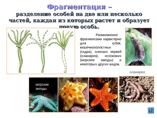 Фрагментация –  разделение особей на две или несколько частей, каждая из которых растет и образует новую особь.  Размножение фрагментами характерно для губок, кишечнополостных (гидра), плоских червей (планария), иглокожих (морские звезды) и некоторых других видов. планария морские звезды 