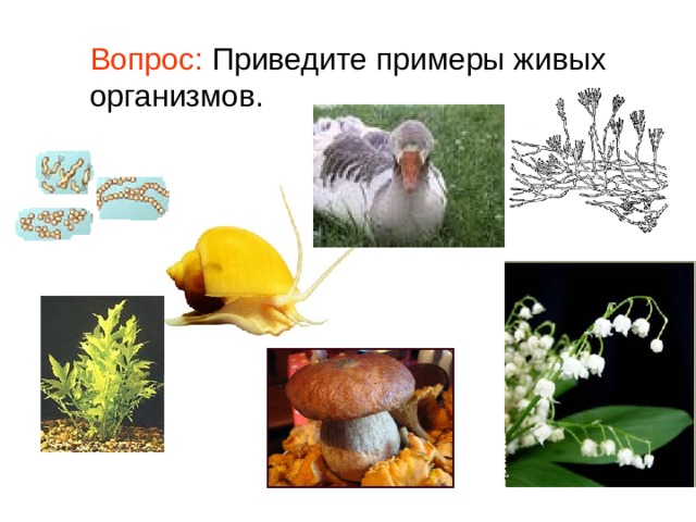 Вопрос: Приведите примеры живых организмов. 
