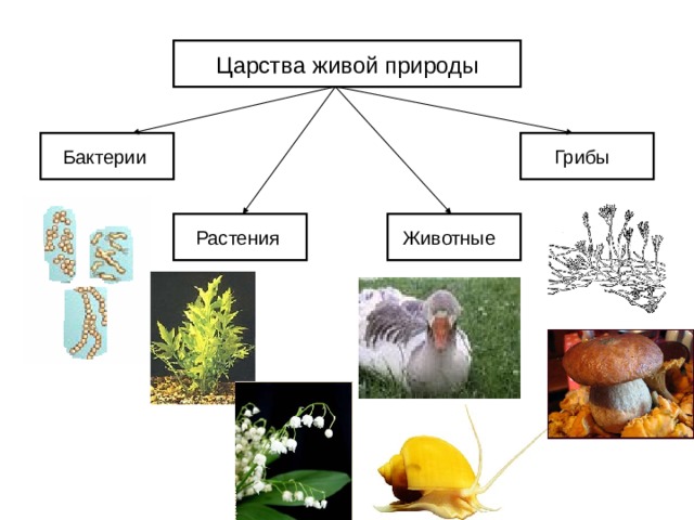 Царства живой природы Бактерии  Грибы  Растения Животные  