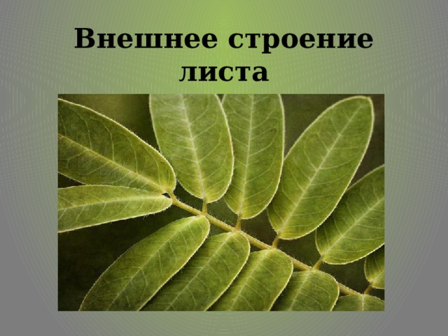 Внешнее строение листа   