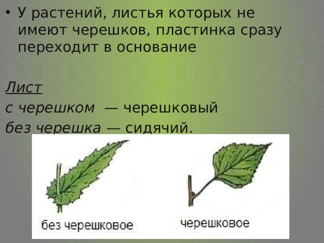 У растений, листья которых не имеют черешков, пластинка сразу переходит в основание  Лист с черешком — черешковый без черешка — сидячий. 