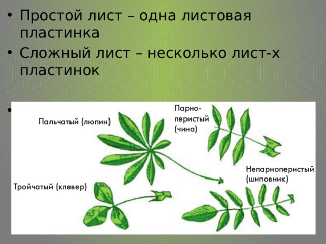 Простой лист – одна листовая пластинка Сложный лист – несколько лист-х пластинок Каждую пластинку сложного листа называют листочком. 