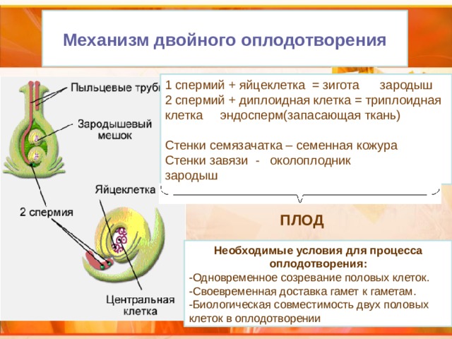 Механизм двойного оплодотворения 1 спермий + яйцеклетка = зигота зародыш 2 спермий + диплоидная клетка = триплоидная клетка эндосперм(запасающая ткань) Стенки семязачатка – семенная кожура Стенки завязи - околоплодник зародыш ПЛОД Необходимые условия для процесса оплодотворения: -Одновременное созревание половых клеток. -Своевременная доставка гамет к гаметам. -Биологическая совместимость двух половых клеток в оплодотворении 