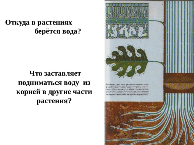   Откуда в растениях берётся вода?   Что заставляет подниматься воду из корней в другие части растения?  